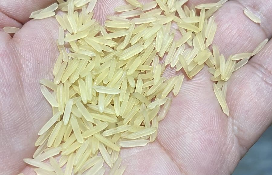 Golden Sella rice grains held in an open palm.